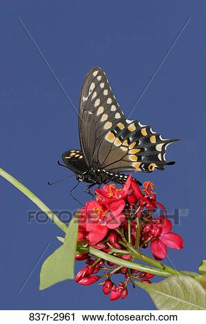 Stock Image - Low angle view of a Black Swallowtail Butterfly on a flower pollinating (Papilio polyxenes). Fotosearch