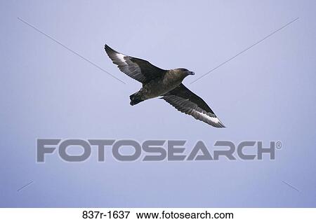 Stock Photo - Low angle view of a Brown Skua flying in the sky. Fotosearch