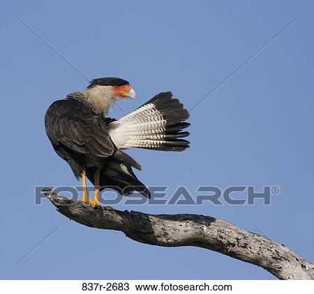 Low angle view of a Crested Caracara perching on a branch (Polyborus plancus ) View Large Photo Image Stock Image - Low angle view of a Crested Caracara perching on a branch (Polyborus plancus ). Fotosearch