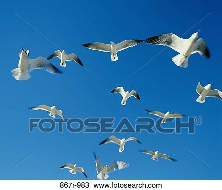 Low angle view of a flock of seagulls in flight (Larus Argentatus) View Large Photo Image Stock Image - Low angle view of a flock of seagulls in flight (Larus Argentatus). Fotosearch