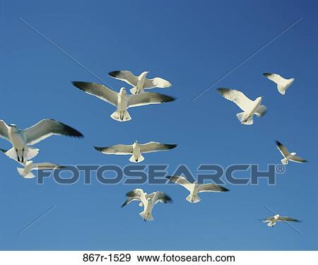 Stock Photo - Low angle view of a flock of seagulls in flight (Larus Argentatus). Fotosearch
