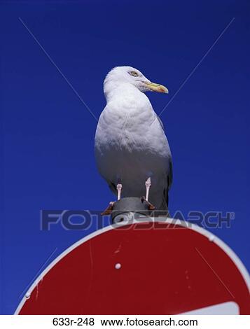 Stock Photo - Low angle view of a seagull perched on a road sign, Scotland (Larus Argentatus). Fotosearch