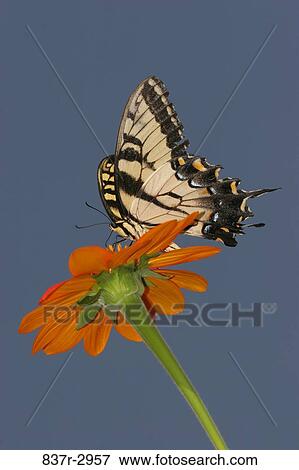 Low angle view of a Tiger Swallowtail Butterfly on a flower pollinating (Papilio glaucus) View Large Photo Image Stock Photo - Low angle view of a Tiger Swallowtail Butterfly on a flower pollinating (Papilio glaucus). Fotosearch