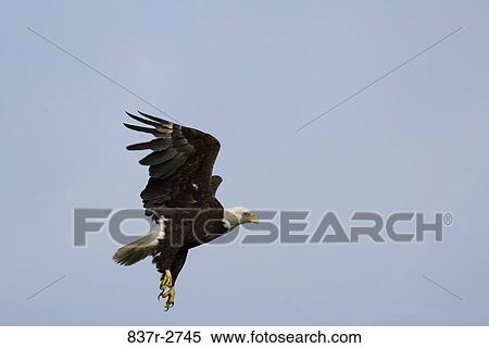 Stock Photography - Low angle view of an eagle flying in the sky. Fotosearch