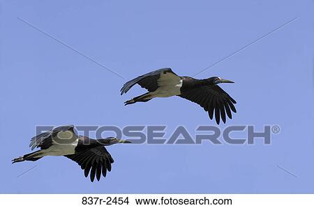Low angle view of two Abdim Storks flying in the sky View Large Photo Image Picture - Low angle view of two Abdim Storks flying in the sky. Fotosearch