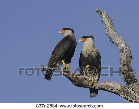 Low angle view of two Crested Caracaras perching on a branch (Polyborus plancus) View Large Photo Image Picture - Low angle view of two Crested Caracaras perching on a branch (Polyborus plancus). Fotosearch