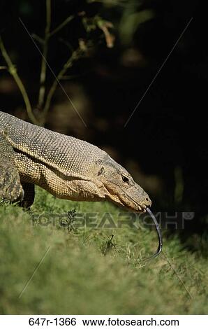 Malaysian Water Monitor Lizard sticking out its tongue View Large Photo Image Stock Photograph - Malaysian Water Monitor Lizard sticking out its tongue. Fotosearch
