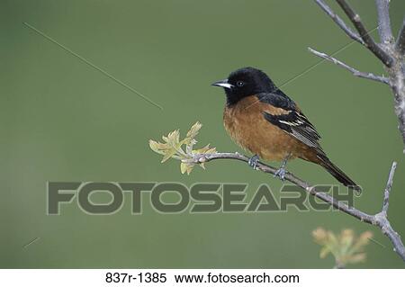 Male Orchard Oriole on a branch View Large Photo Image Stock Photography - Male Orchard Oriole on a branch. Fotosearch