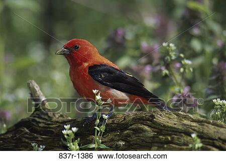 Male Scarlet Tanager on a log of wood View Large Photo Image Stock Photograph - Male Scarlet Tanager on a log of wood. Fotosearch