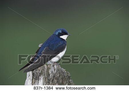Male Tree Swallow on a tree stump View Large Photo Image Picture - Male Tree Swallow on a tree stump. Fotosearch