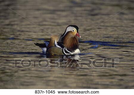 Mandarin Duck floating on water View Large Photo Image Stock Photography - Mandarin Duck floating on water. Fotosearch