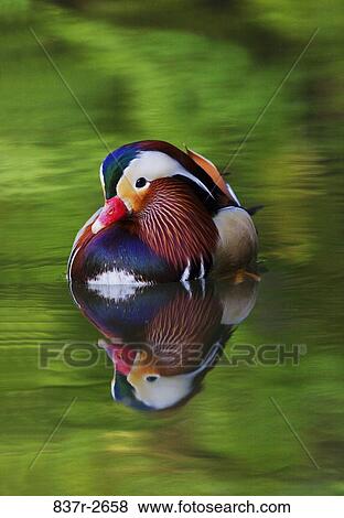 Mandarin Duck in water (Aix galericulata) View Large Photo Image Stock Photo - Mandarin Duck in water (Aix galericulata). Fotosearch