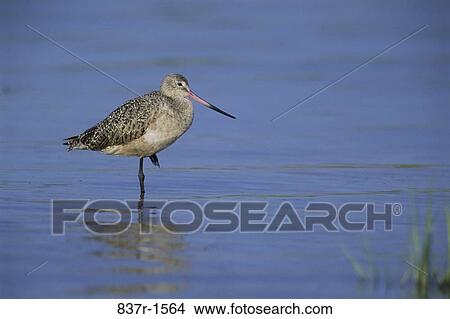 Marbled Godwit in water View Large Photo Image Picture - Marbled Godwit in water. Fotosearch