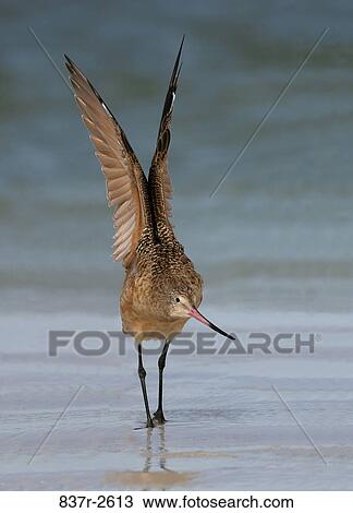 Marbled Godwit standing in water View Large Photo Image Stock Image - Marbled Godwit standing in water. Fotosearch