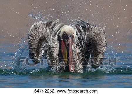 Mexico, Baja California Sur, bathing brown pelican (pelecanus occidentalis) View Large Photo Image Stock Image - Mexico, Baja California Sur, bathing brown pelican (pelecanus occidentalis). Fotosearch