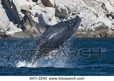 Mexico, Baja California Sur, Cabo Pulmo National Marine Park, humpback whale (megaptera novaeangliae) View Large Photo Image Stock Image - Mexico, Baja California Sur, Cabo Pulmo National Marine Park, humpback whale (megaptera novaeangliae). Fotosearch