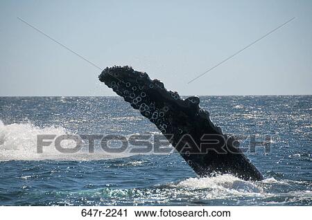 Mexico, Baja California Sur, Cabo Pulmo National Marine Park, fin of humpback whale (megaptera novaeangliae) View Large Photo Image Stock Image - Mexico, Baja California Sur, Cabo Pulmo National Marine Park, fin of humpback whale (megaptera novaeangliae). Fotosearch