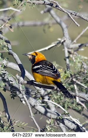 Mexico, Baja California Sur, Hooded oriole (icterus cucullatus) View Large Photo Image Stock Photo - Mexico, Baja California Sur, Hooded oriole (icterus cucullatus). Fotosearch