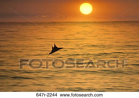 Picture - Mexico, Baja California Sur, Los Barriles, Sea of Cortes, flying mobula (family mobulidae) at sunset. Fotosearch