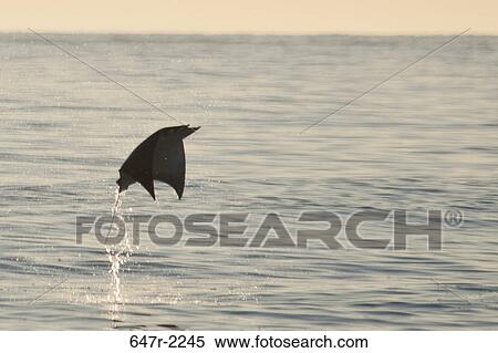Mexico, Baja California Sur, Los Barriles, Sea of Cortes, flying mobula (family mobulidae) View Large Photo Image Stock Photography - Mexico, Baja California Sur, Los Barriles, Sea of Cortes, flying mobula (family mobulidae). Fotosearch