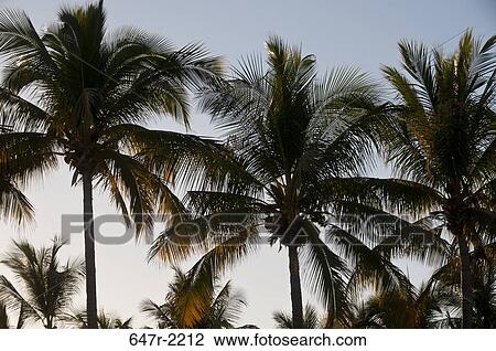 Mexico, Baja California Sur, San Jose del Cabo, Palm trees View Large Photo Image Stock Image - Mexico, Baja California Sur, San Jose del Cabo, Palm trees. Fotosearch