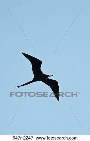Mexico, Baja California Sur, Magnificent frigatebird (fregata magnificens) View Large Photo Image Stock Photo - Mexico, Baja California Sur, Magnificent frigatebird (fregata magnificens). Fotosearch