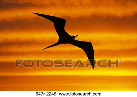 Mexico, Baja California Sur, Magnificent frigatebird (fregata magnificens) View Large Photo Image Stock Photo - Mexico, Baja California Sur, Magnificent frigatebird (fregata magnificens). Fotosearch