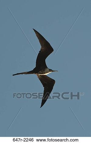 Mexico, Baja California Sur, Magnificent frigatebird (fregata magnificens) View Large Photo Image Stock Photograph - Mexico, Baja California Sur, Magnificent frigatebird (fregata magnificens). Fotosearch