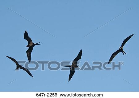 Mexico, Baja California Sur, Magnificent frigatebirds (fregata magnificens) View Large Photo Image Stock Photograph - Mexico, Baja California Sur, Magnificent frigatebirds (fregata magnificens). Fotosearch
