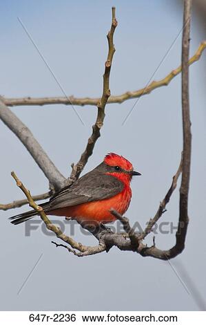 Mexico, Baja California Sur, Vermillion flycatcher (pyrocephalus rubinus) View Large Photo Image Stock Photograph - Mexico, Baja California Sur, Vermillion flycatcher (pyrocephalus rubinus). Fotosearch