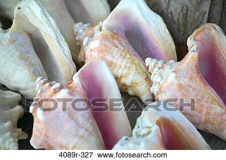 Mexico, Conch shells View Large Photo Image Stock Photo - Mexico, Conch shells. Fotosearch