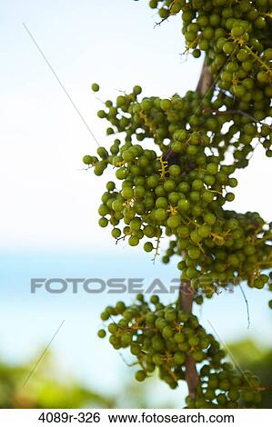 Mexico, Yucatan Peninsula, Quintana Roo, Tulum, Berries, close-up View Large Photo Image Stock Photograph - Mexico, Yucatan Peninsula, Quintana Roo, Tulum, Berries, close-up. Fotosearch