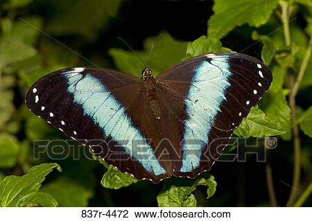 Morpho Achilles, Blue Banded Morpho View Large Photo Image Stock Image - Morpho Achilles, Blue Banded Morpho. Fotosearch