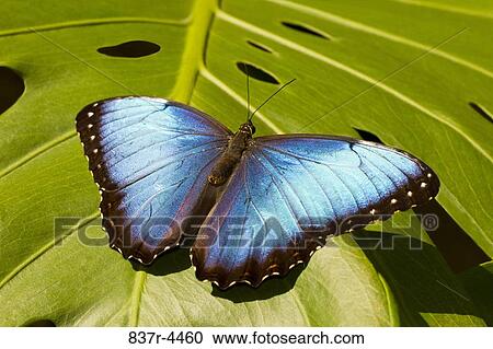 Morpho Peleides, blue morpho View Large Photo Image Stock Image - Morpho Peleides, blue morpho. Fotosearch