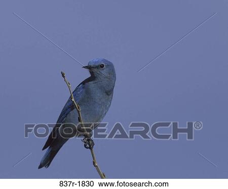 Mountain Bluebird on a twig View Large Photo Image Stock Image - Mountain Bluebird on a twig. Fotosearch