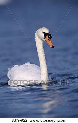 Mute Swan swimming in a lake (Cygnus olor) View Large Photo Image Stock Image - Mute Swan swimming in a lake (Cygnus olor). Fotosearch