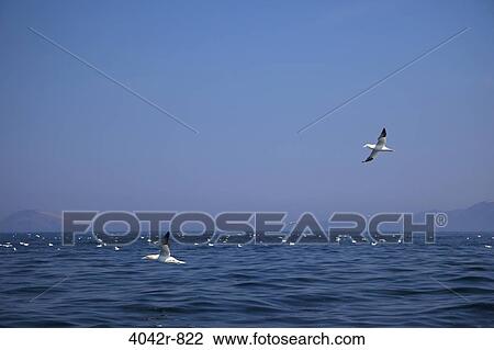Northern gannets (Morus bassanus) in the sea, County Kerry, Munster Province, Republic Of Ireland View Large Photo Image Stock Image - Northern gannets (Morus bassanus) in the sea, County Kerry, Munster Province, Republic Of Ireland. Fotosearch
