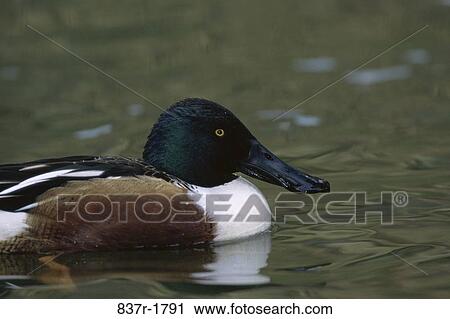 Stock Image - Northern Shoveler floating on water (Anas clypeata). Fotosearch