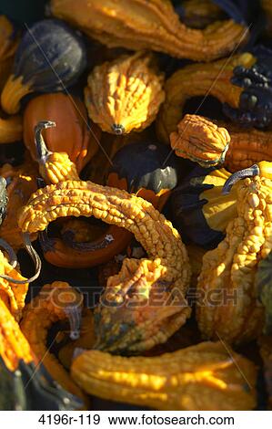 Stock Photo - Orange and green squash, directly above. Fotosearch