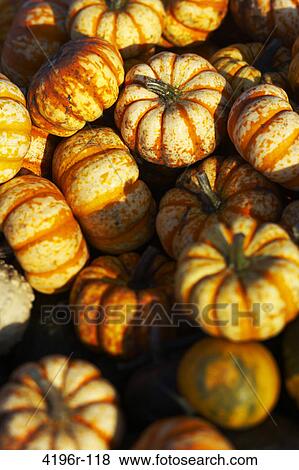 Orange pumpkins, directly above View Large Photo Image Stock Photo - Orange pumpkins, directly above. Fotosearch