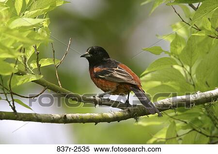 Orchard Oriole on a branch View Large Photo Image Stock Photography - Orchard Oriole on a branch. Fotosearch