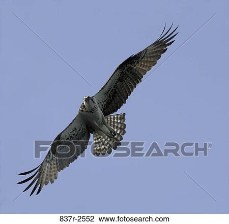 Osprey flying in the sky View Large Photo Image Stock Image - Osprey flying in the sky. Fotosearch