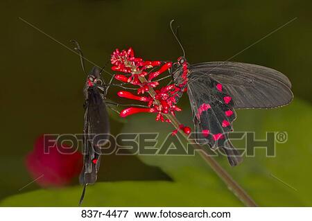 Pachliopta Kotzebuea, Pink Rose Swallowtail View Large Photo Image Stock Photo - Pachliopta Kotzebuea, Pink Rose Swallowtail. Fotosearch