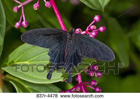 Pachliopta Kotzebuea, Pink Rose Swallowtail, perched on medinilla View Large Photo Image Stock Photo - Pachliopta Kotzebuea, Pink Rose Swallowtail, perched on medinilla. Fotosearch