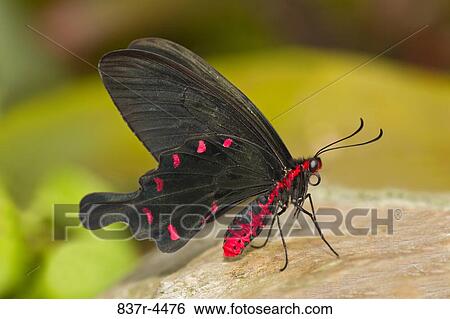 Pachliopta Kotzebuea, Pink Rose Swallowtail View Large Photo Image Stock Photograph - Pachliopta Kotzebuea, Pink Rose Swallowtail. Fotosearch