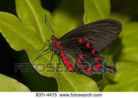 Pachliopta Kotzebuea, Pink Rose Swallowtail View Large Photo Image Stock Photography - Pachliopta Kotzebuea, Pink Rose Swallowtail. Fotosearch