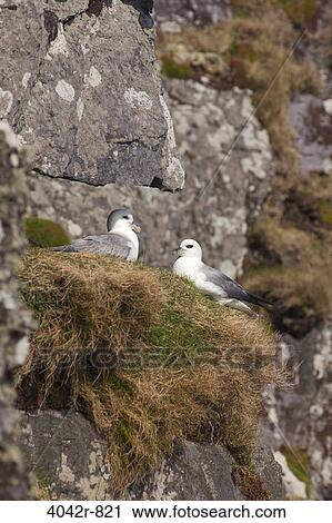 Pair of Northern fulmar (Fulmarus glacialis) nesting, Skellig Michael, Skellig Islands, County Kerry, Munster Province, Republic Of Ireland View Large Photo Image Stock Image - Pair of Northern fulmar (Fulmarus glacialis) nesting, Skellig Michael, Skellig Islands, County Kerry, Munster Province, Republic Of Ireland. Fotosearch