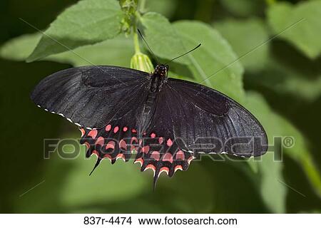 Pale-spotted Swallowtail, Papilio erostratus View Large Photo Image Picture - Pale-spotted Swallowtail, Papilio erostratus. Fotosearch