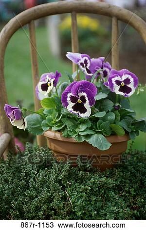 Pansies in a pot View Large Photo Image Stock Image - Pansies in a pot. Fotosearch