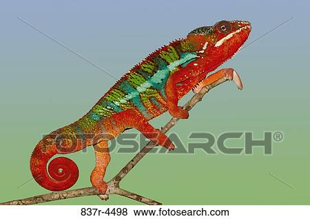 Panther Chameleon (Furcifer pardalis) on branch View Large Photo Image Stock Photo - Panther Chameleon (Furcifer pardalis) on branch. Fotosearch